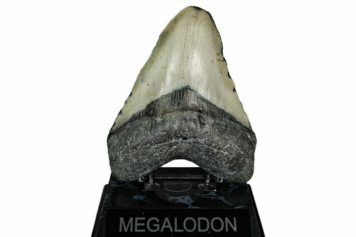 Fossil Megalodon Tooth - North Carolina #344049